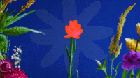 Bloom!