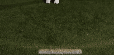 Lacrosse GIF by Lafayette Leopards