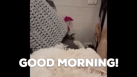 good morning dog GIF