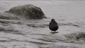 Bird GIF