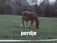 Baby Animal Spring GIF by BrabantinBeelden