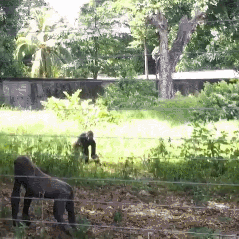 Gorilla Uses Careful Aim to Knock Mangoes From Tree With Rock