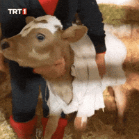 Fear What GIF by TRT