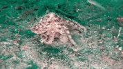 Octopus GIF by Oceana