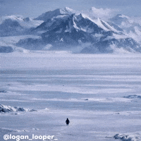 Penguin Explore GIF