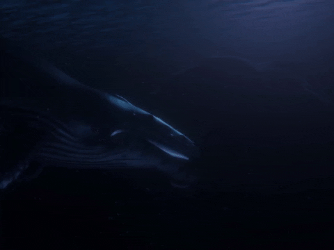 ocean whale GIF by Beyond Blue