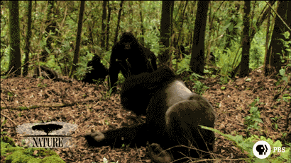 Pbs Nature Gorilla GIF by Nature on PBS