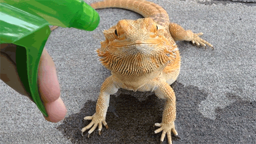 lick'em the water GIF by Digg