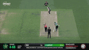 Melbourne Stars Cricket GIF by StarsBBL