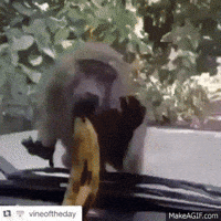 world sends GIF