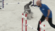 Espn Running GIF by American Kennel Club
