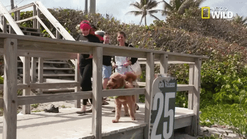pupparazzi puppy potty face GIF by Nat Geo Wild