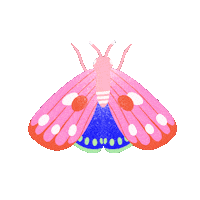 limistic butterfly insect papillon pink butterfly Sticker