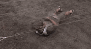 mountain bike bicycles GIF