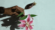Flower Education GIF by DIIMSA Stock