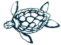 sea turtle summer Sticker by Space Coast Office of Tourism