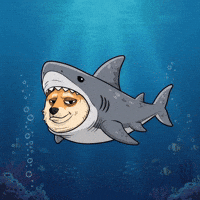 Shiba Inu Swimming GIF by Doge Pound