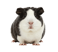 Guinea Pig Love Sticker