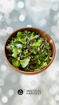GIF by Vertical Harvest Farms