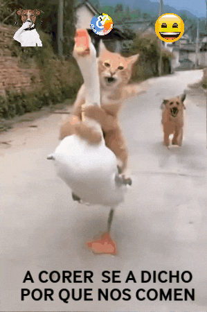 Amigos A Correr GIF by Murcianys LLC