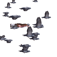 Flying Wright Brothers Sticker