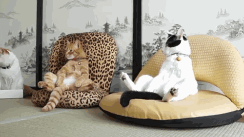 cat sitting GIF by Cheezburger