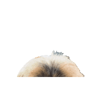 Pup Sticker by Justin