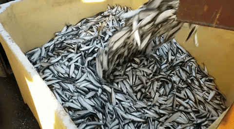 Keibra giphyupload GIF