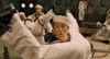 Movie gif. Channing Tatum as Burt Gurney in "Hail, Caesar!" dances in a sailor costume with a group of men. He holds one man upside down, the man's legs splayed wide and his, erm, buttocks in Tatum's face. Tatum looks up from the buttocks with an expression of surprise.