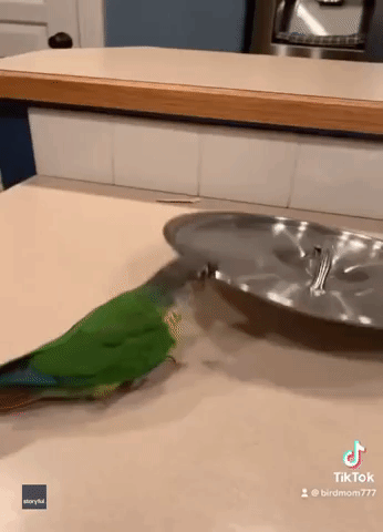 Curious Parrot Loves Making Noise