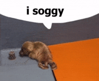 Baby Seal GIF