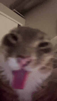 Cat Tongue GIF