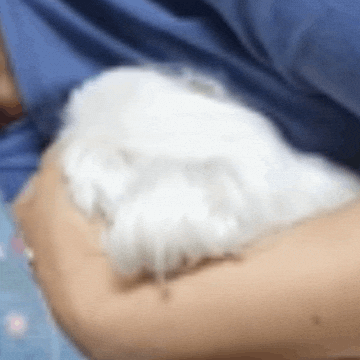 kuki3 giphyupload puppy kuki 댕댕이 GIF
