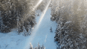Snow Forest GIF by Joanie Lemercier