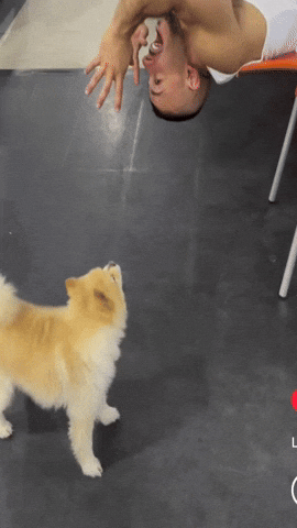 GIF by ZShredz