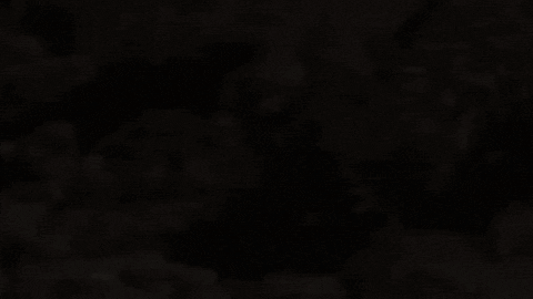 Gila Monster Lizard GIF