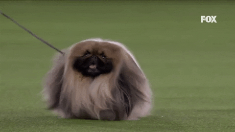 Video gif. A small dog, so shaggy that its paws can hardly be seen, laboriously trots along on a leash.