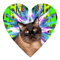 Cute Cats Swipe Up Sticker by Kesha
