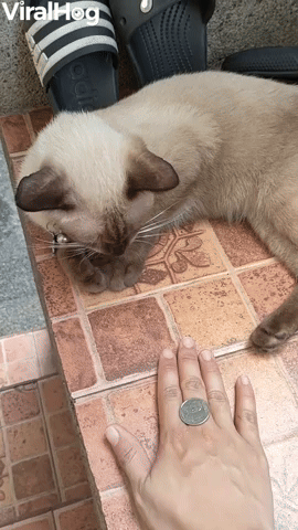 Cat Copies Coin Trick