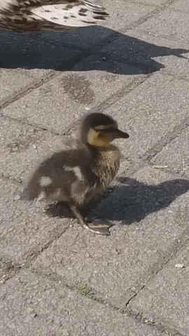 UniofBath giphyupload GIF
