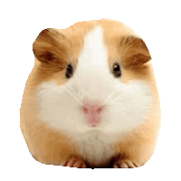 hamster GIF by imoji