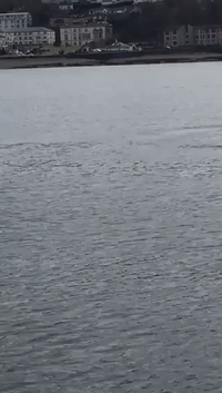 Orcas Spotted in Scotland's River Clyde