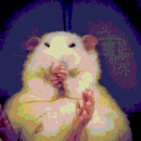 rat GIF