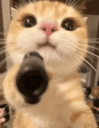 Cat Gun GIF