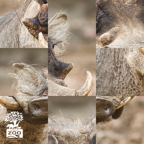 GIF by Sosto Zoo