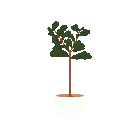 Fiddle Leaf Fig Plant Sticker