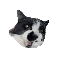 Cat Sticker