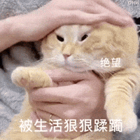 Mikachu GIF