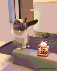 cat copy GIF