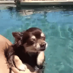 Dogs Swimming GIF